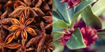 The amazing properties of Star Anise!
